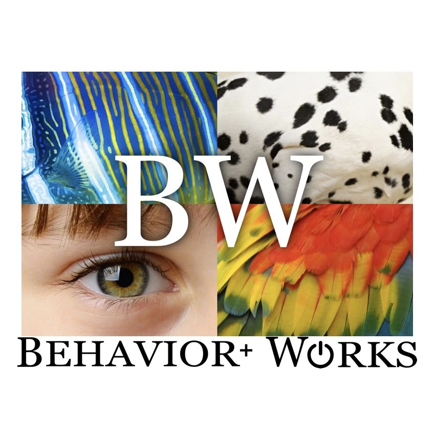 BehavioR+ Works